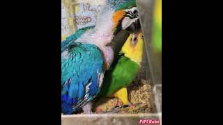 仲良しのシロハラインコとルリコンゴウインコ達♪ #シロハラインコ #ルリコンゴウインコ