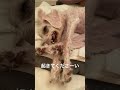 おはようララちゃん トイプードル 介護犬 保護犬 寝たきり 老犬 シニア犬 ショート 犬のいる生活 老犬介護 shorts