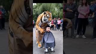 Lion cutting the haird of baby   🫢😱 #kidsandpets #animals #jerryyan #pethood #petshouse #petfather