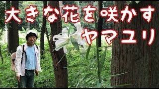 第７回中央の杜を散策～大きな花を咲かすヤマユリ～