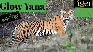 Unveiling Yana's Glow: The Mystical Tiger Discovery