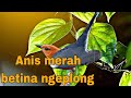 Anis merah betina ngeplong  untuk pancingan