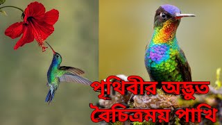 World's Most Wonderful Birds | পৃথিবীর বৈচিত্র্যময় অদ্ভুত পাখি। #birds #পাখি