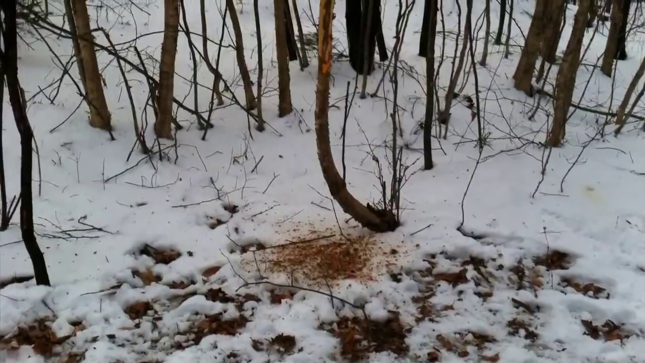 Hunting Gone Wrong Youtube