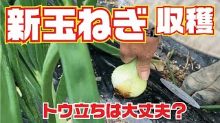 新玉ねぎ収穫　トウ立ちは大丈夫？【玉ねぎ】【育て方】【栽培】【収穫】