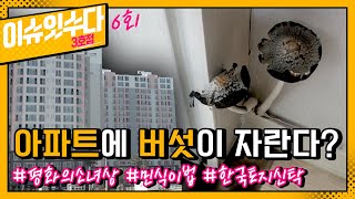 아파트에 버섯이 자란다고? 임실 K 아파트의 진실 | 이슈 잇 수다 3호점 6회 다시보기 | KBS전주