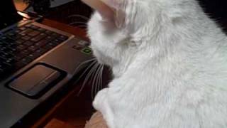 My Cat Watches the Trololo Cat!