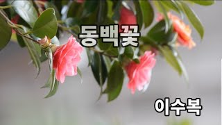 [ 시낭송 ] 동백꽃   이수복  낭송  전필주  #시낭송 #동백꽃 #이수복 #전필주