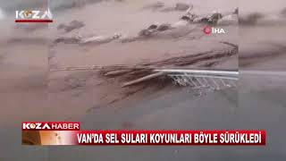 SEL SULARI KOYUNLARI BÖYLE SÜRÜKLEDİ