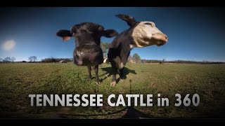 COWS LICK 360 CAMERA