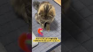 サイベリアンのリク様の日常～おもちゃコミュニケーション～ #子猫 #サイベリアン #猫のいる暮らし