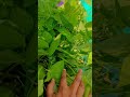 french beans in terrace garden gardening howtostartterracegarden