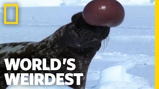 Hooded Seal | World's Weirdest