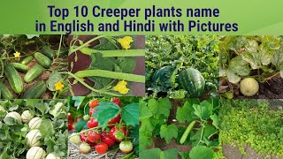 Creeper plants name in english and hindi with pictures @Rupinderkibaaten