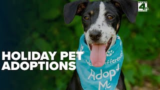 Record pet adoptions during holiday event