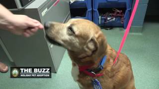 The Buzz: Holiday Pet Adoption