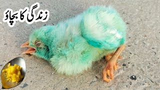 How do you SAVE a Dying BABY Chicken ? | Chicks Life Saving Strategies | Dr. ARSHAD