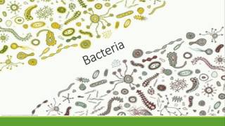 Bacteria, Viruses, and Fungi Oh My!