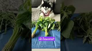 ข้อนี้ยากนะ แต่น้องเลือกถูก #ไซบีเรียน #doglover #husky #siberian #siberianhusky #น่ารัก #สุนัข #dog