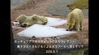 ホッキョクグマのララとリラへ氷のプレゼント　親子でスイカもぐもぐ