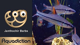 Janthochir Barbs (Cyclocheilichthys janthochir) Rare Barbs - Live Tropical fish