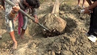 Tree Transplantation | वृक्ष प्रत्यारोपण की विधि | Shashwat Yogic kheti