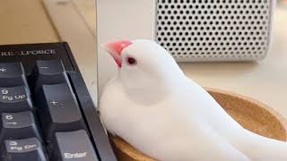 仕事見守り文鳥つるさん