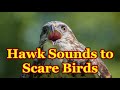 Sounds to scare birds 🐦 The sounds of a bird of prey that scare away other birds - 3 hours