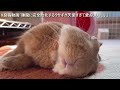 【ご報告】うさぎがyahoo ニュースに掲載されました。　 no.1637