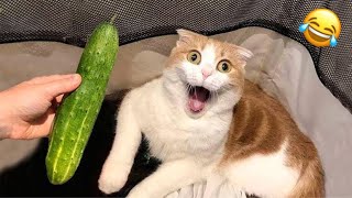 OMG Funny Cats Videos😂|| Funny Animals Competition 2025