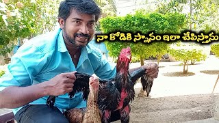 How to bathe a chicken || నా కోడికి స్నానం ఇలా చెపిస్తాను