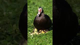 Duckings Take a Nap    #birds #duck #nature #wildlife #animals