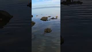 Incredible Oyster Hunting in the Sea Fresh Delicious Catch #Oyster #ViralSeafood #FishingLife #asmr