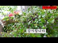 환희사랑vlog 휴가철 집비울때 물 좋아하는 식물 저면관수 해놓고 다녀오셔요 주부tv 베란다정원