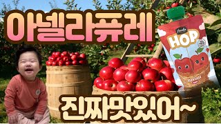 (시윤) 8개월아기 세상에~아넬라퓨레 너무 잘먹는거 아니니??