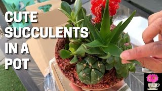 Unboxing my Succulent Birthday and Valentine Present | Succulent Arrangement