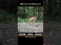 เก้งที่หาดูได้ยาก ..เก้งหม้อ wildlife cameratrap fea smuntjac