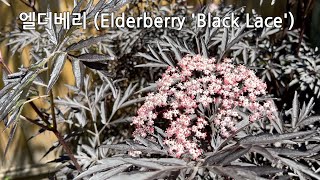 매력만점 #엘더베리(Elderberry 'Black Lace'), 키우기 쉬운 나무 추천, 매력적인 잎, 예쁜 꽃, 몸에 좋은 열매,  Gardening