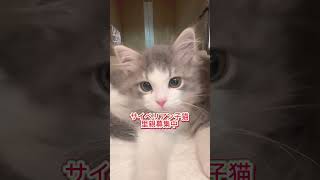 #里親募集中子猫アゴはネコ  #サイベリアン子猫