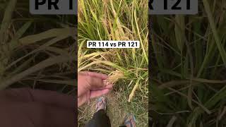 Difference between PR 114 and PR 121