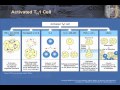 T Cell Effector Function: Part 1 -- TH 1 and 2 in Granulomatous Infection, Autoimmunity, and Allergy