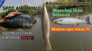 Mancing ikan belanak dan mujair spot payau (Pulau Dem) Sidoarjo