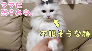 新年早々いたずらしてママに怒られ不服そうなもふもふ猫