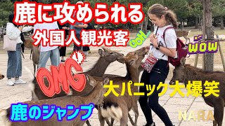 【鹿のジャンプ】初めて見る鹿の上をジャンプ👍鹿に攻められる外国人観光客🫎大パニック大爆笑🤣奈良公園🫎