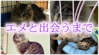 【保護猫】エメと出会うまで【多頭飼育崩壊からの救出】Until meeting Eme [Rescue from the collapse of multi-headed breeding]