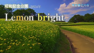 昭和記念公園　8月なのにキバナコスモス（Lemon bright）　2024年 4K 　東京都立川市