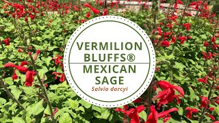 Vermilion Bluffs® Mexican Sage - Salvia darcyi