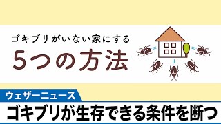 ゴキブリがいない家にするための5つの方法とは