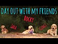 rocky spends the day out with his FRIENDS | a day out with my THREE GOLDEN RETRIEVERS | rockys vlog