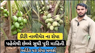 ડીટી નાળિયેરીના રોપ બનાવવાની રીત / ડીટી નાળીયેરીની માહિતી / mo 8160302436 / coconut tree for sell